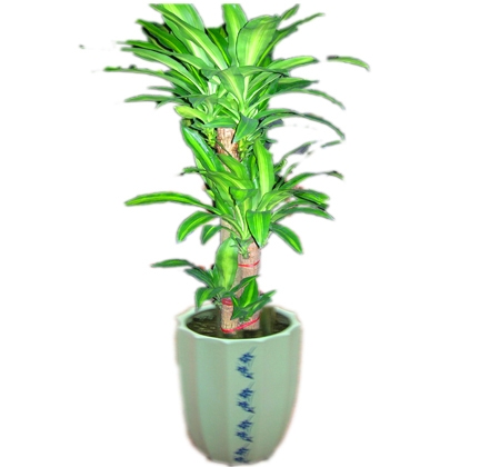 綠植租擺