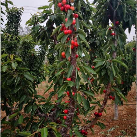 大櫻桃樹(shù)苗